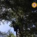 Col parapendio da Monte Calvanella ma precipita sugli alberi
