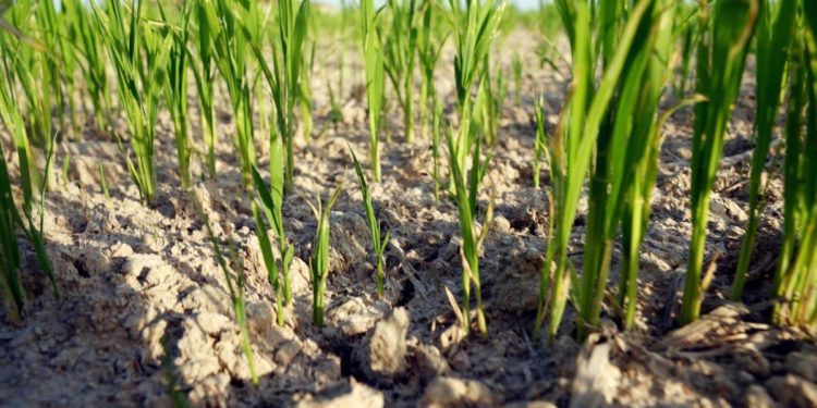 Gas, grano, acqua: la tempesta perfetta delle materie prime