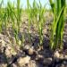 Gas, grano, acqua: la tempesta perfetta delle materie prime