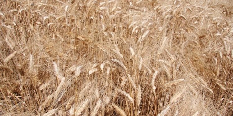 Fornara (Eroc): “Migliorare agricoltura grazie a movimento rigenerativo”