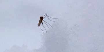 Febbre Dengue Singapore, Maga: “Allarme? Non a nostre latitudini”