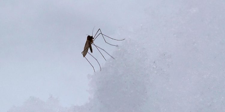 Febbre Dengue Singapore, Maga: “Allarme? Non a nostre latitudini”