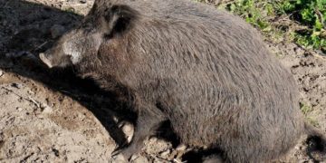 Genova, donna morsa a un braccio da un cinghiale in spiaggia