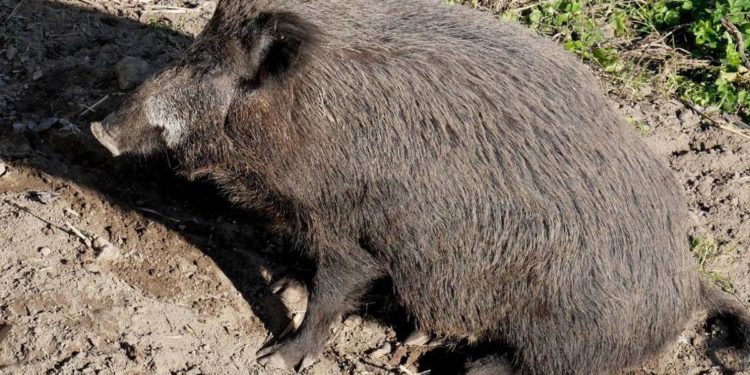Genova, donna morsa a un braccio da un cinghiale in spiaggia