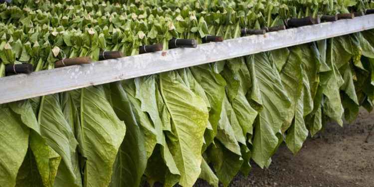 Caputo (Regione Campania): ‘Con contratti filiera del tabacco si alza asticella redditività’