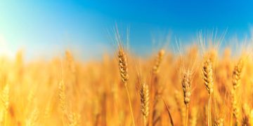 Crisi grano, a Istanbul l’accordo tra Ucraina e Russia