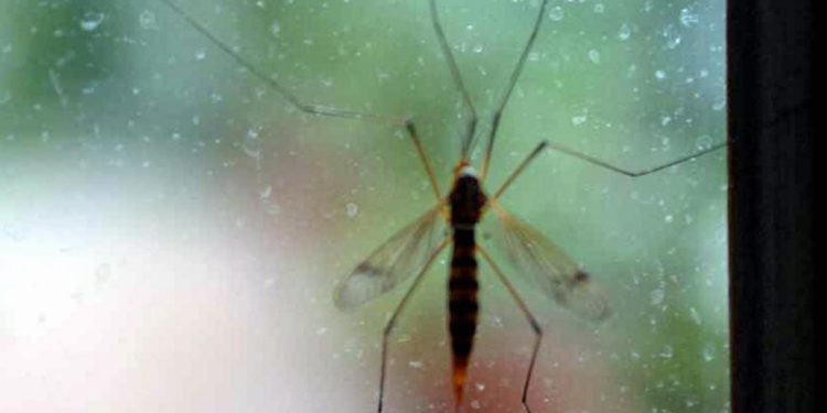 West Nile in Italia, Iss: “15 casi confermati con 4 morti”