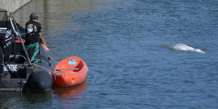 Francia, il beluga della Senna verrà riportato in mare