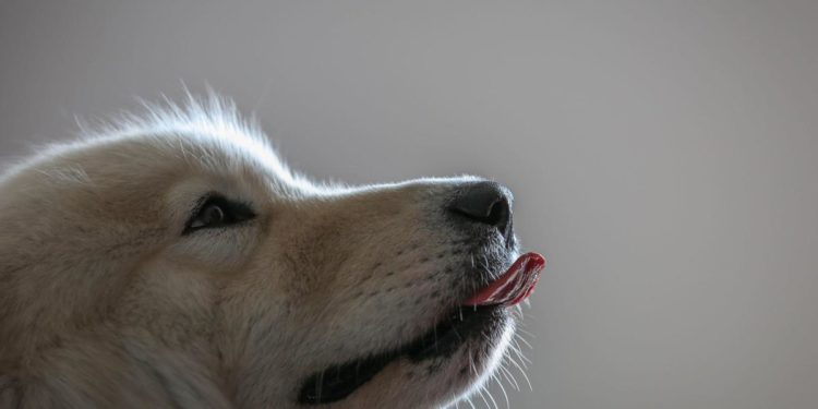 Uccide cucciolo di cane a bastonate, denunciato 77enne