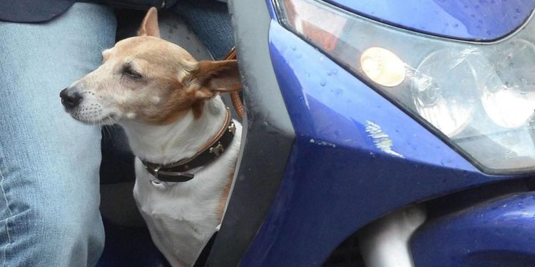 Monza, è ai domiciliari ma lo trovano in scooter senza casco e con il cane