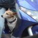 Monza, è ai domiciliari ma lo trovano in scooter senza casco e con il cane