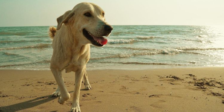 Cani in spiaggia, cosa c’è da sapere