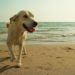 Cani in spiaggia, cosa c’è da sapere
