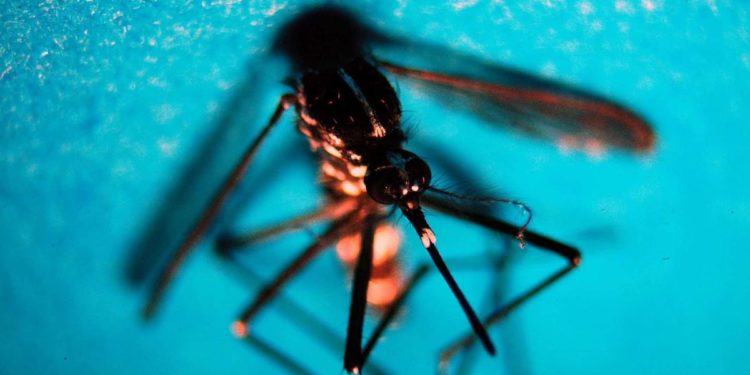 West Nile, in Italia 230 casi e 13 morti