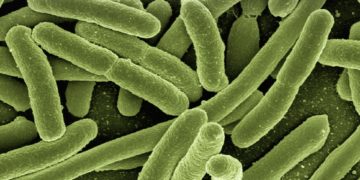 COSA È IL MICROBIOTA E QUALI SONO I BENEFICI PER IL NOSTRO ORGANISMO?