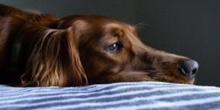 Vaiolo scimmie, a Parigi primo caso al mondo di contagio uomo-cane