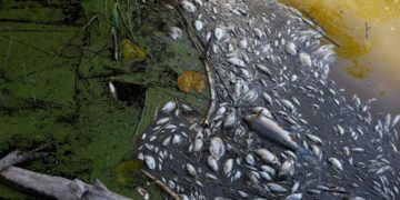 Mistero moria oltre 10 tonnellate di pesci nell’Oder