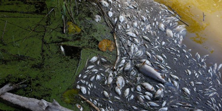 Mistero moria oltre 10 tonnellate di pesci nell’Oder