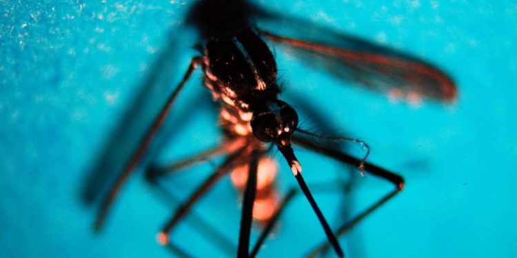 West Nile, più maschi e over 70: l’identikit dei casi gravi