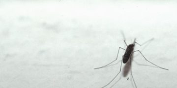 Nuoro, individuato virus ‘Usutu’ in zanzare comuni
