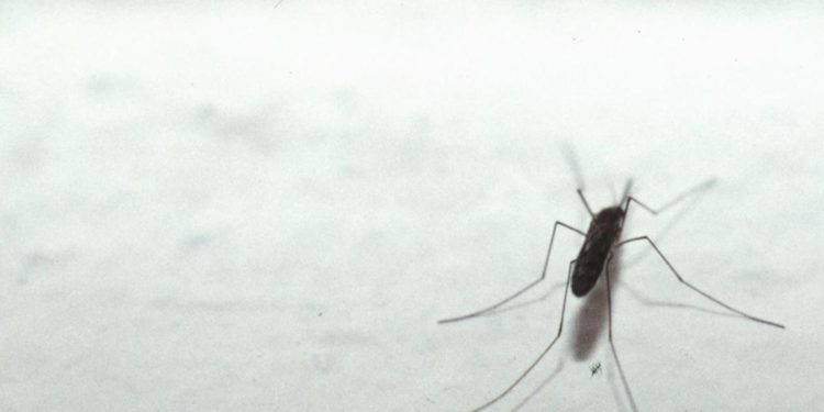 Nuoro, individuato virus ‘Usutu’ in zanzare comuni