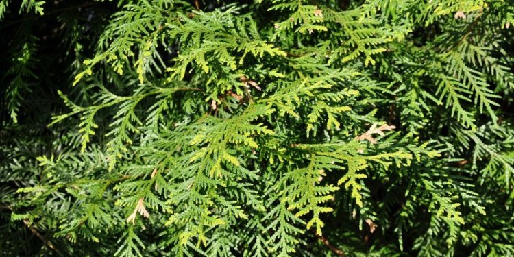 Thuja Occidentalis: le varietà e i suoi utilizzi