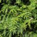 Thuja Occidentalis: le varietà e i suoi utilizzi