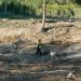 Alluvione Marche, oggi i funerali del piccolo Mattia