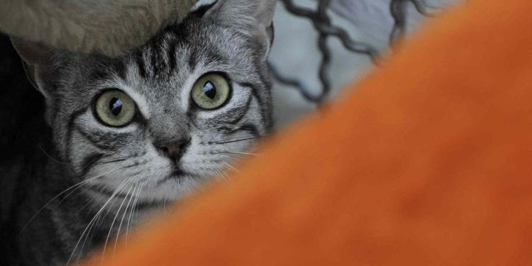 Cani e gatti segregati in casa per anni al buio, 41enne denunciato