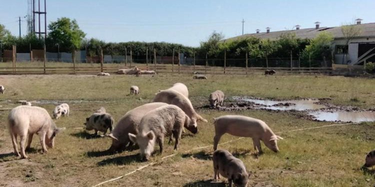 Sfattoria Ultimi, Tar Lazio annulla ordine abbattimento animali