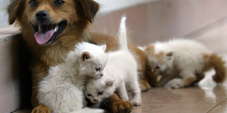 A Roma ci sarà il primo ospedale veterinario pubblico