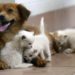 A Roma ci sarà il primo ospedale veterinario pubblico