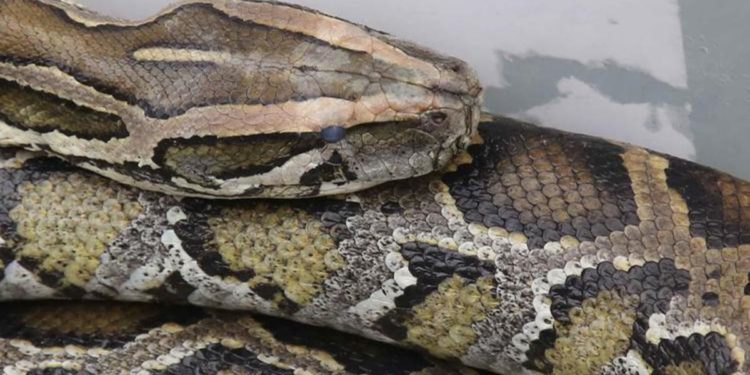 Australia, bambino di 5 anni salvato dalla morsa di un pitone