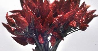 Boom del peperoncino calabrese