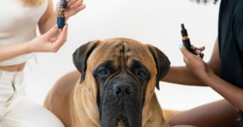 Il miglior Olio di CBD (canapa) per animali ad uso veterinario è quello di Crystalweed