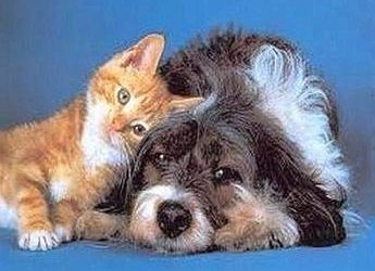 Manovra 2023, no a Garante animali e permesso per morte pet di famiglia