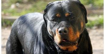 Modena, sbranata dai suoi cani: muore 68enne