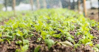 Riciclo organico, verso 3 mln ton di compost che torna alla terra