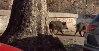 Roma, cinghiali a passeggio su Lungotevere – Video