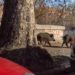 Roma, cinghiali a passeggio su Lungotevere – Video