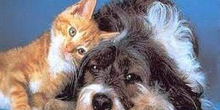 Manovra 2023, no a Garante animali e permesso per morte pet di famiglia