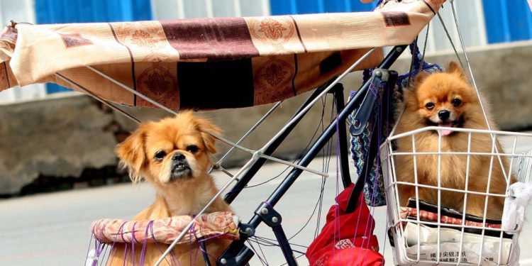 Papa: “Grave inverno demografico: cani nel passeggino al posto dei figli”