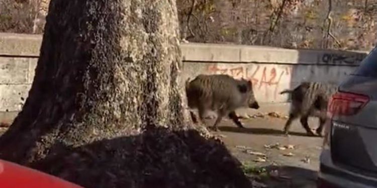 Roma, cinghiali a passeggio su Lungotevere – Video