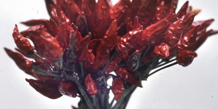 Boom del peperoncino calabrese