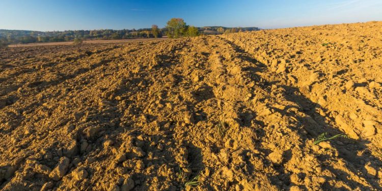 World Soil Day, i servizi fondamentali di un suolo sano