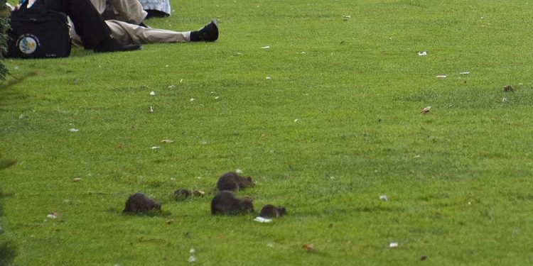 Usa, allarme topi a New York: sindaco cerca un super exterminator