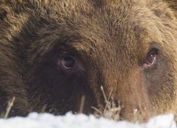 Abruzzo, è morto l’orso Juan Carrito: investito da un’auto