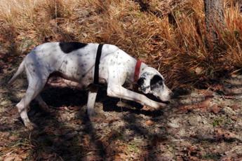 Allarme esche avvelenate, il giallo della faida tra i cercatori di tartufo
