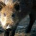 Cinghiali, animalisti: “Pronti a fare scudo davanti ai cacciatori contro abbattimenti”