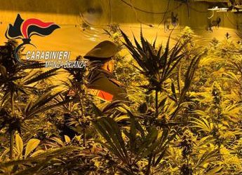 Como, serra di marijuana con 3.000 piante scoperta a Monguzzo